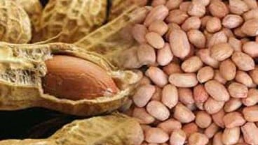 Penanaman Kacang Tanah di Sekitar Hutan Tingkatkan Kesejahteraan Petani